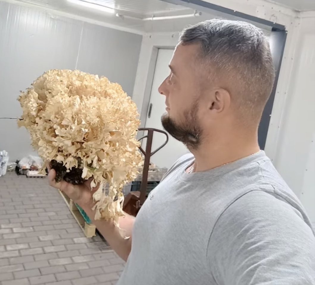 Piotr Cimochowski holding a large cauliflower fungus (Sparassis crispa)